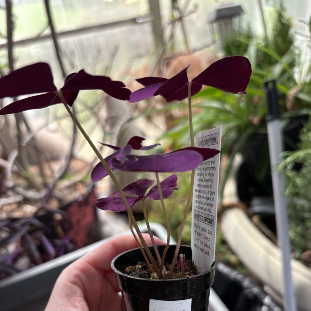 Purple Oxalis Plant in Black Nursery Pot